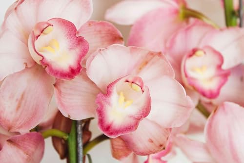 Cymbidium-Zwiebeln Winterhart zwiebeln Winterhart Cymbidium orchidee pflanze Gartendekoration von KEHTU