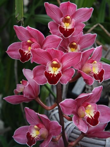 KEHTU Cymbidium-Zwiebeln Winterhart Cymbidium Orchidee Pflanze Gartendekoration Winterhart zwiebeln von KEHTU