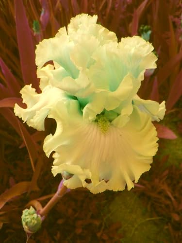 iris zwiebeln ，schwertlilien ， schwertlilien winterhart staude ，schwertlilien winterhart staudenmix ，iris pflanzen winterhart von KEHTU