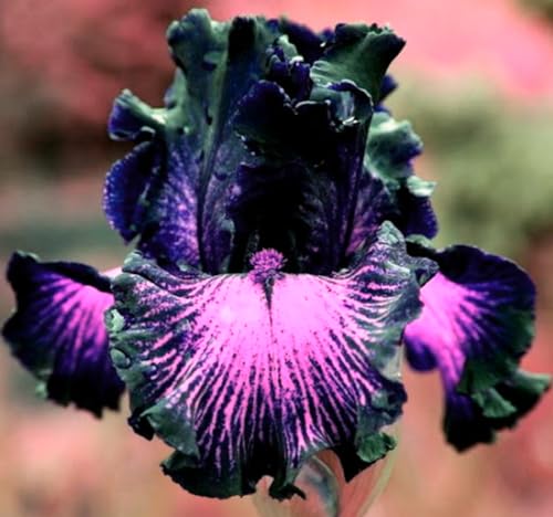 iris zwiebeln ，schwertlilien ， schwertlilien winterhart staude ，schwertlilien winterhart staudenmix ，iris pflanzen winterhart von KEHTU