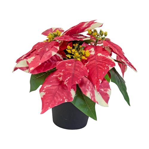 KESOTO Weihnachtssterne Aus, Dekoration für Die Feiertage, Tischornament, Geschenkidee, Kunstpflanzen Im Topf für Zuhause, Style A KESOTO Weihnachtssterne Aus, Dekoration für Die Feiertage, Tischornament, Geschenkidee, Kunstpflanzen Im Topf für Zuhause, Style A von KESOTO