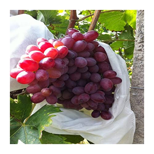 KFGISD, 50 Teile/los Garten Gemüse Trauben Taschen, for Äpfel Obst Schutz Tasche Beutel Landwirtschaft Mesh Taschen 18 × 20cm,Schaumstoff-Netzhüllen KFGISD, 50 Teile/los Garten Gemüse Trauben Taschen, for Äpfel Obst Schutz Tasche Beutel Landwirtschaft Mesh Taschen 18 × 20cm,Schaumstoff-Netzhüllen von KFGISD
