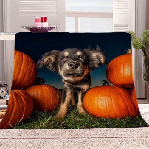 Flanelldecke Klein Tier Hund Rasen Kürbis Junge Teenager Mädchen Extra Weich Wohndecke Mikrofaser Kuscheldecke 80x100Cm Druck Wohndecke Fleece Sofadecke Für Kinder&Erwachsene Digitaldruck Flanelldecke Klein Tier Hund Rasen Kürbis Junge Teenager Mädchen Extra Weich Wohndecke Mikrofaser Kuscheldecke 80x100Cm Druck Wohndecke Fleece Sofadecke Für Kinder&Erwachsene Digitaldruck von KGSK