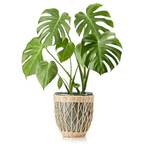 KHG Übertopf Grün Rattan Steingut Keramik, 20 x 22,5 cm, Blumentopf Rattangeflecht, Landhaus Boho Indoor von KHG