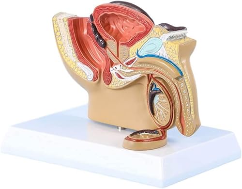 Männliche Prostata Modell 1/2 Männliche Anatomische Becken Menschliche Anatomische Hoden Modell mit Prostata Studie und medizinische Lehrmittel von KHSASDDC
