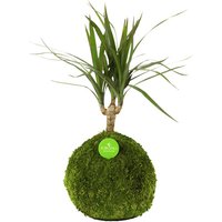Kibonu Kibonu Drachenbaum, Dracaena marginata »Dracaena Marginata« - gruen von Kibonu