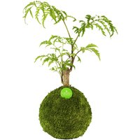 Kibonu Kibonu Fiederaralie, Polyscias fruticosa »Polyscias Fruticosa« - gruen von Kibonu