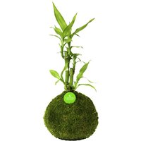 Kibonu Kibonu Glücksbambus, Lucky bamboo »Lucky Bmboo« - gruen von Kibonu