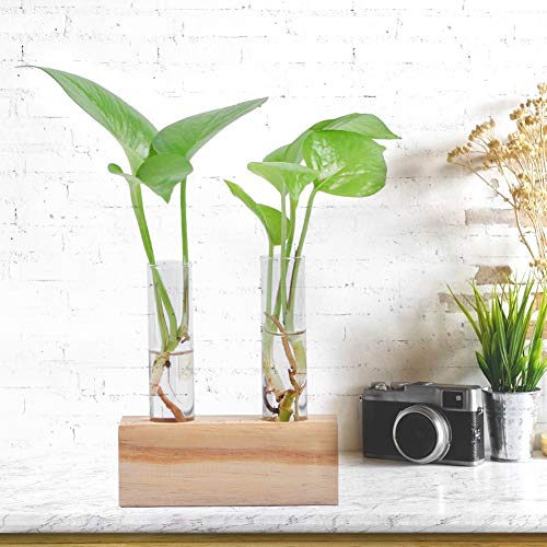 KIMISS Eleganter Hydroponic Glass Test Tube Blumentopf mit Holzständer - Stylish Terrarium Container Home Desktop Pflanzendekoration von KIMISS