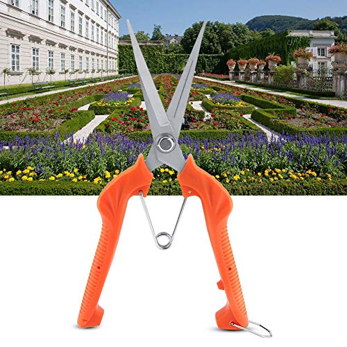 KIMISS Orange Robuste Obstbaumbonsai -Schnittschere - Verlängerte Gartenschere für Müheloses Trimmen und Ernte von KIMISS