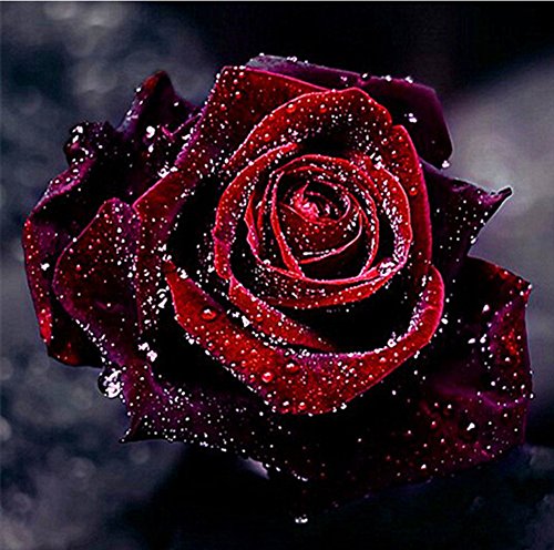 KINGCOO 5D Diamant Malerei Kits, DIY 5D Rosa Blume Vollbohrer Krystal Strass Painting Diamont Stickerei Gemälde für Wand Décor,30X30CM (Rose) von KINGCOO