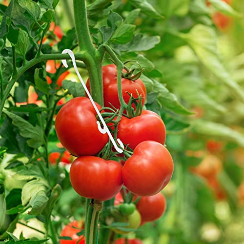 KINGLAKE Tomatenhaken Tomaten Haken - 100 Stück Pflanzenclips, Tomateclips, Tomate J stützhaken, Tomatenhalter Tomatenklammern Für Kletterpflanzen Gemüse Tomate von KINGLAKE