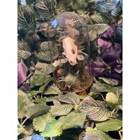Mink-Schädel in Glaskuppel Variante 2 von KINKerlitzchenStore