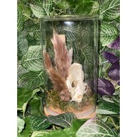 Mink-Schädel in Glaskuppel Mink-Schädel in Glaskuppel von KINKerlitzchenStore