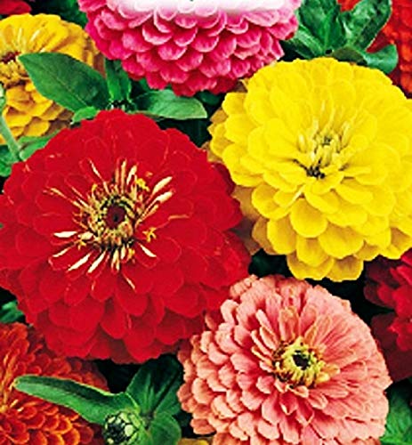 Riesige doppelte zinniasamen - gemüse - zinnia elegans - ungefähr 50 samen - die besten pflanzensamen - blumen - seltene früchte - doppelte riesige zinne - originelle geschenkidee von KIRALOVE