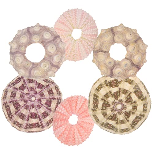 KITANDOVE 6-teiliger Seeigel-luftpflanzentopf Kreative Seeigel-blumentöpfe Für Tisch Und Bücherregal DIY-bastelbedarf KITANDOVE 6-teiliger Seeigel-luftpflanzentopf Kreative Seeigel-blumentöpfe Für Tisch Und Bücherregal DIY-bastelbedarf von KITANDOVE