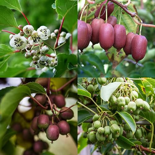 Kiwiri's Kiwibeeren Quartett - 4 Kiwipflanzen (Actinidia arguta) - Mini Kiwi - Sortengarantie direkt vom Züchter von KIWIRI