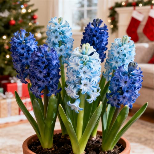 Bunte Hyazinthen in Großpackungen/Winterhart Hyazinthen/Duftend/Selten/Gartendeko/Pflegeleicht/Gartengeschenk-2 PCS-B Bunte Hyazinthen in Großpackungen/Winterhart Hyazinthen/Duftend/Selten/Gartendeko/Pflegeleicht/Gartengeschenk-2 PCS-B von KJERTIZCVB