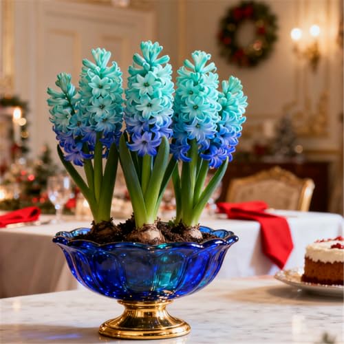 Bunte Hyazinthen in Großpackungen/Winterhart Hyazinthen/Duftend/Selten/Gartendeko/Pflegeleicht/Gartengeschenk-2 PCS-D Bunte Hyazinthen in Großpackungen/Winterhart Hyazinthen/Duftend/Selten/Gartendeko/Pflegeleicht/Gartengeschenk-2 PCS-D von KJERTIZCVB