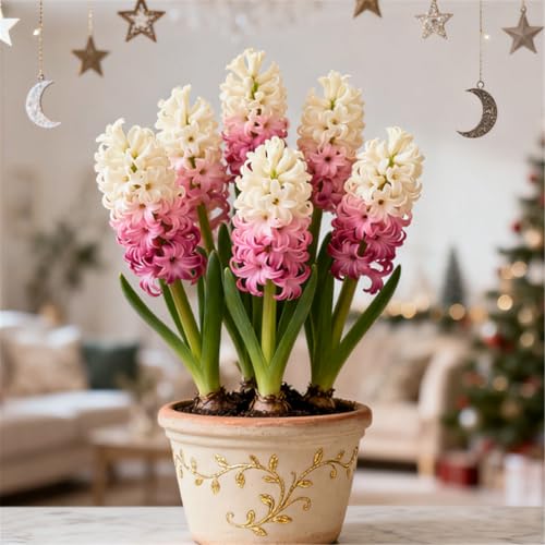 Bunte Hyazinthen in Großpackungen/Winterhart Hyazinthen/Duftend/Selten/Gartendeko/Pflegeleicht/Gartengeschenk-2 PCS-I Bunte Hyazinthen in Großpackungen/Winterhart Hyazinthen/Duftend/Selten/Gartendeko/Pflegeleicht/Gartengeschenk-2 PCS-I von KJERTIZCVB