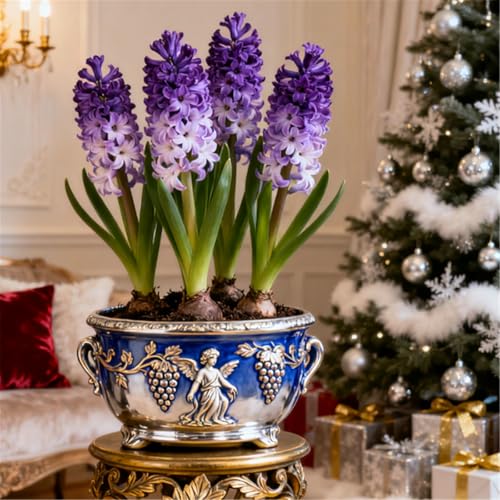 Bunte Hyazinthen in Großpackungen/Winterhart Hyazinthen/Duftend/Selten/Gartendeko/Pflegeleicht/Gartengeschenk-2 PCS-J Bunte Hyazinthen in Großpackungen/Winterhart Hyazinthen/Duftend/Selten/Gartendeko/Pflegeleicht/Gartengeschenk-2 PCS-J von KJERTIZCVB