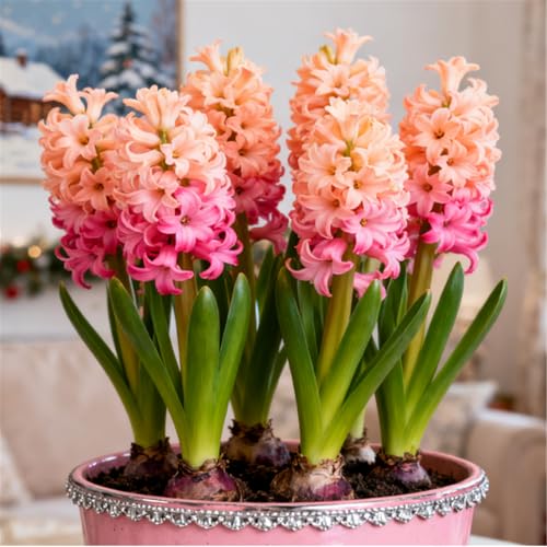 Bunte Hyazinthen in Großpackungen/Winterhart Hyazinthen/Duftend/Selten/Gartendeko/Pflegeleicht/Gartengeschenk-4 PCS-A Bunte Hyazinthen in Großpackungen/Winterhart Hyazinthen/Duftend/Selten/Gartendeko/Pflegeleicht/Gartengeschenk-4 PCS-A von KJERTIZCVB