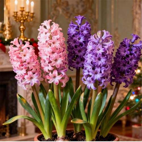Bunte Hyazinthen in Großpackungen/Winterhart Hyazinthen/Duftend/Selten/Gartendeko/Pflegeleicht/Gartengeschenk-4 PCS-F Bunte Hyazinthen in Großpackungen/Winterhart Hyazinthen/Duftend/Selten/Gartendeko/Pflegeleicht/Gartengeschenk-4 PCS-F von KJERTIZCVB