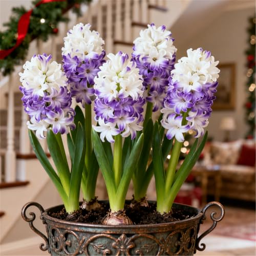 Bunte Hyazinthen in Großpackungen/Winterhart Hyazinthen/Duftend/Selten/Gartendeko/Pflegeleicht/Gartengeschenk-5 PCS-E von KJERTIZCVB