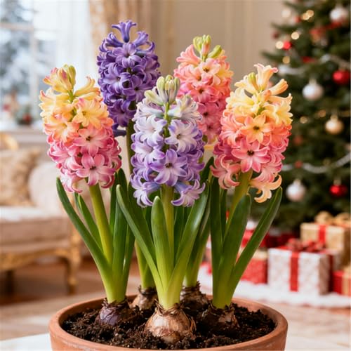 Farbige Hyazinthen/Winterhart/Duftend/Selten/Gartendeko/Gartengeschenke/Pflegeleicht-2 PCS-B Farbige Hyazinthen/Winterhart/Duftend/Selten/Gartendeko/Gartengeschenke/Pflegeleicht-2 PCS-B von KJERTIZCVB