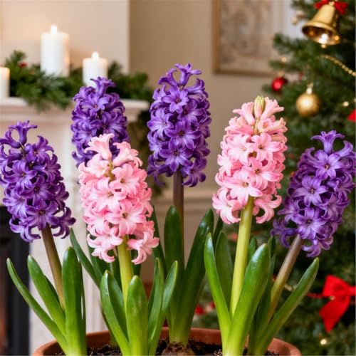 Farbige Hyazinthen/Winterhart/Duftend/Selten/Gartendeko/Gartengeschenke/Pflegeleicht-4 PCS-C Farbige Hyazinthen/Winterhart/Duftend/Selten/Gartendeko/Gartengeschenke/Pflegeleicht-4 PCS-C von KJERTIZCVB