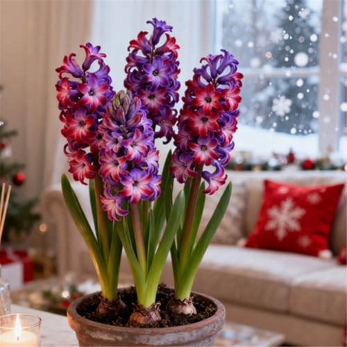 Farbige Hyazinthen/Winterhart/Duftend/Selten/Gartendeko/Gartengeschenke/Pflegeleicht-4 PCS-G von KJERTIZCVB