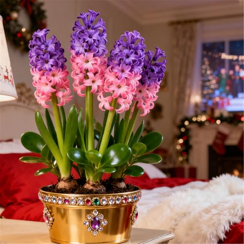 Farbige Hyazinthen/Winterhart/Duftend/Selten/Gartendeko/Gartengeschenke/Pflegeleicht-5 PCS-E von KJERTIZCVB
