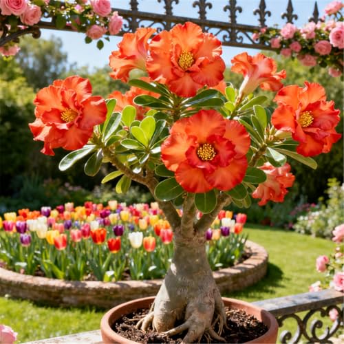 KJERTIZCVB Mehrjährige winterharte Wüstenrose/Winterharte Staude/Seltene Wüstenrosenknolle/Vintage Dekoration/Geringer Wartungsaufwand-1 Rhizome.-F KJERTIZCVB Mehrjährige winterharte Wüstenrose/Winterharte Staude/Seltene Wüstenrosenknolle/Vintage Dekoration/Geringer Wartungsaufwand-1 Rhizome.-F von KJERTIZCVB