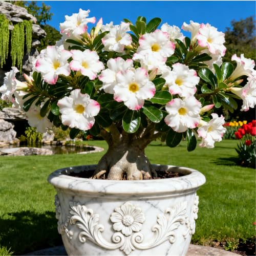 KJERTIZCVB Mehrjährige winterharte Wüstenrose/Winterharte Staude/Seltene Wüstenrosenknolle/Vintage Dekoration/Geringer Wartungsaufwand-5 Rhizome.-J KJERTIZCVB Mehrjährige winterharte Wüstenrose/Winterharte Staude/Seltene Wüstenrosenknolle/Vintage Dekoration/Geringer Wartungsaufwand-5 Rhizome.-J von KJERTIZCVB