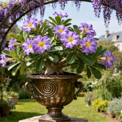 KJERTIZCVB Mehrjährige winterharte Wüstenrose/winterharte Staude/seltene Wüstenrosenknolle/Vintage Dekoration-2 Rhizome.-D KJERTIZCVB Mehrjährige winterharte Wüstenrose/winterharte Staude/seltene Wüstenrosenknolle/Vintage Dekoration-2 Rhizome.-D von KJERTIZCVB