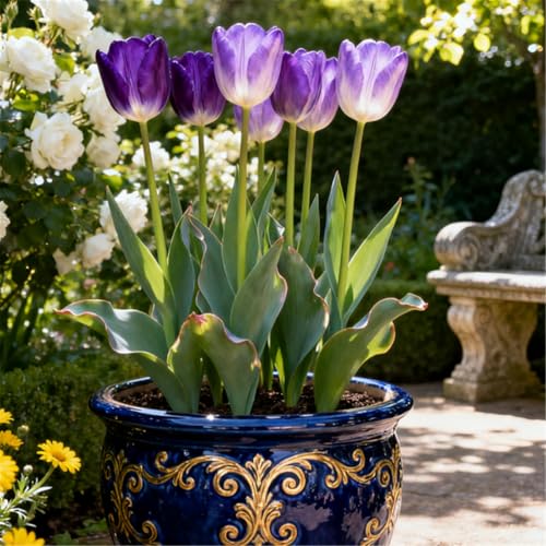 KJERTIZCVB Seltene Tulpen/winterharte mehrjährige Gartendekoration/Balkonblumenspiegel gestalten-15 PCS-F KJERTIZCVB Seltene Tulpen/winterharte mehrjährige Gartendekoration/Balkonblumenspiegel gestalten-15 PCS-F von KJERTIZCVB