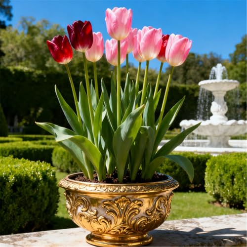 KJERTIZCVB Seltene Tulpen/winterharte mehrjährige Gartendekoration/Balkonblumenspiegel gestalten-4 PCS-J KJERTIZCVB Seltene Tulpen/winterharte mehrjährige Gartendekoration/Balkonblumenspiegel gestalten-4 PCS-J von KJERTIZCVB