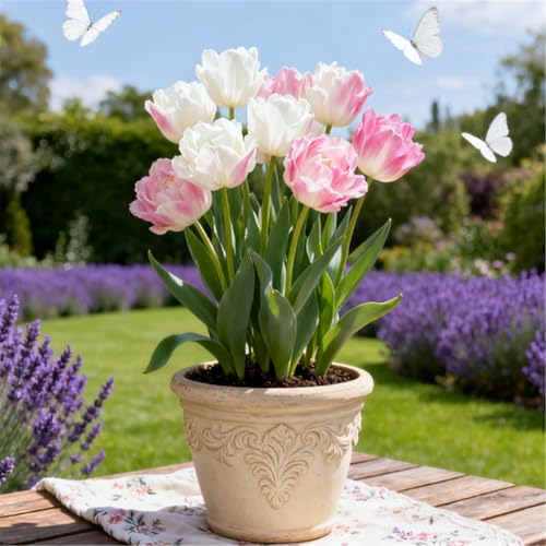 KJERTIZCVB Seltene Tulpen/winterharte mehrjährige Gartendekoration/Balkonblumenspiegel gestalten-6 PCS-H KJERTIZCVB Seltene Tulpen/winterharte mehrjährige Gartendekoration/Balkonblumenspiegel gestalten-6 PCS-H von KJERTIZCVB