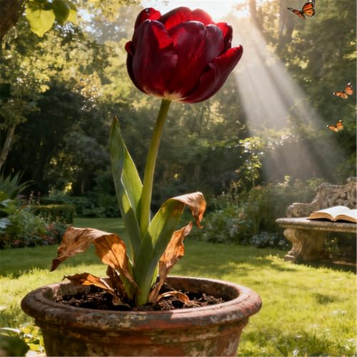 KJERTIZCVB Seltene Tulpen/winterharte mehrjährige Gartendekoration/Balkonblumenspiegel gestalten-6 PCS-I KJERTIZCVB Seltene Tulpen/winterharte mehrjährige Gartendekoration/Balkonblumenspiegel gestalten-6 PCS-I von KJERTIZCVB