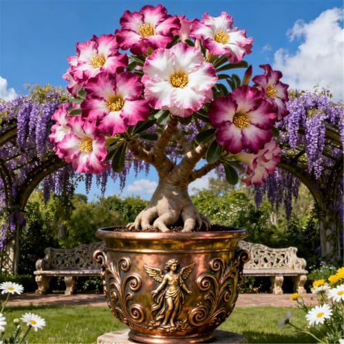 Schnellwachsende/seltene/Wüstenrose/winterharte Wüstenrosenknollen/winterharte Staude für eine schöne Gartenbepflanzung-1 Rhizome.-E Schnellwachsende/seltene/Wüstenrose/winterharte Wüstenrosenknollen/winterharte Staude für eine schöne Gartenbepflanzung-1 Rhizome.-E von KJERTIZCVB