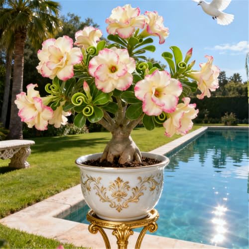 Schnellwachsende/seltene/Wüstenrose/winterharte Wüstenrosenknollen/winterharte Staude für eine schöne Gartenbepflanzung-3 Rhizome.-I Schnellwachsende/seltene/Wüstenrose/winterharte Wüstenrosenknollen/winterharte Staude für eine schöne Gartenbepflanzung-3 Rhizome.-I von KJERTIZCVB