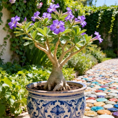 Schnellwachsende/seltene/Wüstenrose/winterharte Wüstenrosenknollen/winterharte Staude für eine schöne Gartenbepflanzung-3 Rhizome.-J Schnellwachsende/seltene/Wüstenrose/winterharte Wüstenrosenknollen/winterharte Staude für eine schöne Gartenbepflanzung-3 Rhizome.-J von KJERTIZCVB