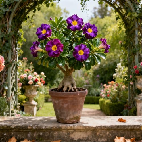 Schnellwachsende/seltene/Wüstenrose/winterharte Wüstenrosenknollen/winterharte Staude für eine schöne Gartenbepflanzung-5 Rhizome.-B Schnellwachsende/seltene/Wüstenrose/winterharte Wüstenrosenknollen/winterharte Staude für eine schöne Gartenbepflanzung-5 Rhizome.-B von KJERTIZCVB