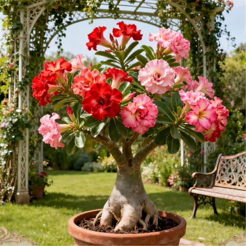 Schnellwachsende/seltene/Wüstenrose/winterharte Wüstenrosenknollen/winterharte Staude für eine schöne Gartenbepflanzung-5 Rhizome.-G Schnellwachsende/seltene/Wüstenrose/winterharte Wüstenrosenknollen/winterharte Staude für eine schöne Gartenbepflanzung-5 Rhizome.-G von KJERTIZCVB