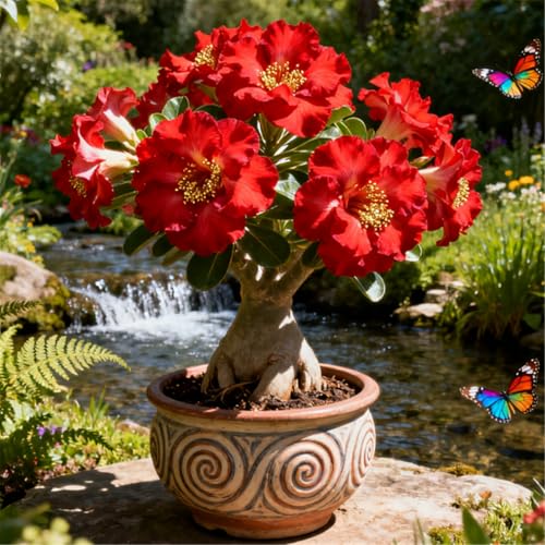 Schnellwachsende/seltene/Wüstenrose/winterharte Wüstenrosenknollen/winterharte Staude für schöne Innen- und Außenbepflanzung-3 Rhizome.-H Schnellwachsende/seltene/Wüstenrose/winterharte Wüstenrosenknollen/winterharte Staude für schöne Innen- und Außenbepflanzung-3 Rhizome.-H von KJERTIZCVB