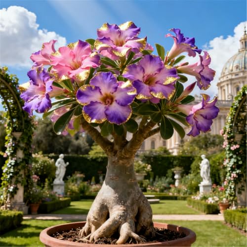 Schnellwachsende/seltene/Wüstenrose/winterharte Wüstenrosenknollen/winterharte Staude für schöne Innen- und Außenbepflanzung-3 Rhizome.-J Schnellwachsende/seltene/Wüstenrose/winterharte Wüstenrosenknollen/winterharte Staude für schöne Innen- und Außenbepflanzung-3 Rhizome.-J von KJERTIZCVB