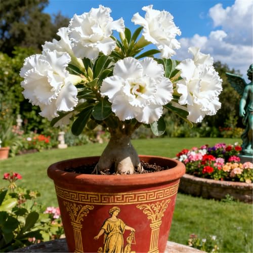 Schnellwachsende/seltene/Wüstenrose/winterharte Wüstenrosenknollen/winterharte Staude für schöne Innen- und Außenbepflanzung-5 Rhizome.-D von KJERTIZCVB