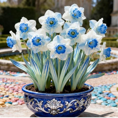 Seltene Narzissen/Stark duftend/Winterharte Narzissen/Dekorative Zimmerpflanze/Langlebige Schnittblume/Pflegeleicht/Kräftige Stiele-4 PCS-D Seltene Narzissen/Stark duftend/Winterharte Narzissen/Dekorative Zimmerpflanze/Langlebige Schnittblume/Pflegeleicht/Kräftige Stiele-4 PCS-D von KJERTIZCVB