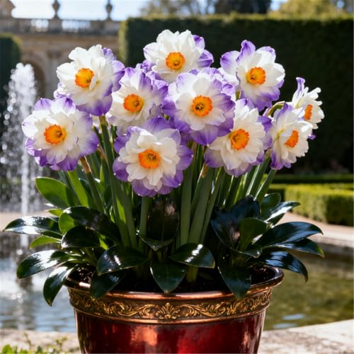 Seltene Narzissen/Stark duftend/Winterharte Narzissen/Dekorative Zimmerpflanze/Langlebige Schnittblume/Pflegeleicht/Kräftige Stiele-4 PCS-F Seltene Narzissen/Stark duftend/Winterharte Narzissen/Dekorative Zimmerpflanze/Langlebige Schnittblume/Pflegeleicht/Kräftige Stiele-4 PCS-F von KJERTIZCVB