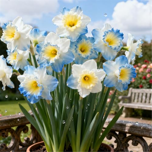 Seltene Narzissen/Stark duftend/Winterharte Narzissen/Dekorative Zimmerpflanze/Langlebige Schnittblume/Pflegeleicht/Kräftige Stiele-6 PCS-B Seltene Narzissen/Stark duftend/Winterharte Narzissen/Dekorative Zimmerpflanze/Langlebige Schnittblume/Pflegeleicht/Kräftige Stiele-6 PCS-B von KJERTIZCVB